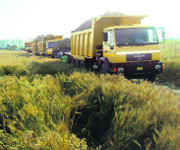 Trucks loaded with sand illegally mined from the Sutlej river bed near Madepura village in Sidhwan Bet. 