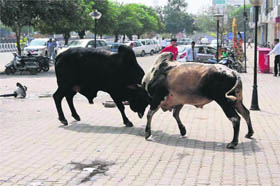 Two stray cattle slug out in Bathinda. The menace of stray cattle is looming large in the city. Roaming animals cause accidents on highways and main roads.