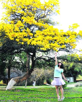 Aiming high A girl tries to pluck a flower from tecoma argentia, an ornamental tree. The flowers are in full bloom at Leisure Valley in Chandigarh