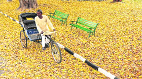 A rickshaw-puller passes a city road covered with leaves.