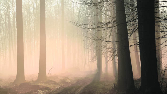 Forests offer an ever-renewing supply of food for animals.