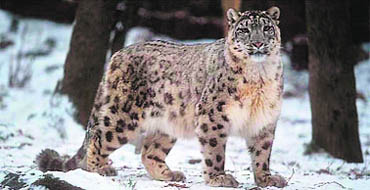 The snow leopard lives close to the Himalayan chain