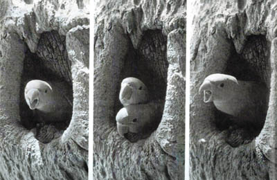 Parakeet fledglings being nested in the bole of a peepal tree. 
