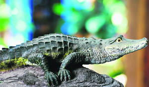 A crocodile-spotting cruise in Daintree Rainforest can be covered in a day trip