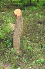 The tree on the premises of the Government Senior Secondary School, which was allegedly cut down to use its wood for cooking Mid-day meal.