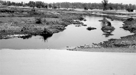 Polluted water of the Sukhna choe enters the Ghaggar river near Bhankarpur village.