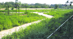 Cannabis plants cover a green belt in Sector 38 (West) in Chandigarh.