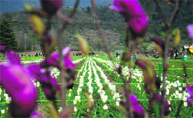 A view of the Tulip Garden in Srinagar.