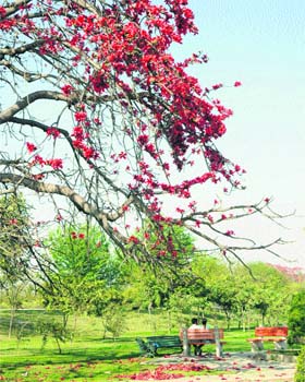 Under a canopy: A couple sits under a blooming tree at Atal Park in Karnal