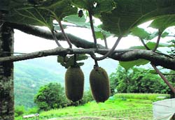 The former princely state is foraying into cultivation of not only exotic fruit such as kiwifruit, but also apples, pears, pomegranate, almonds and walnuts.