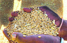 A farmer hands out his wheat produce to an arhtiya. 