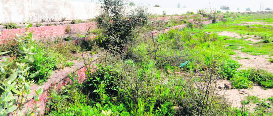 Wild growth covers the playing area of a stadium at Naushera Pannua village in Tarn Taran