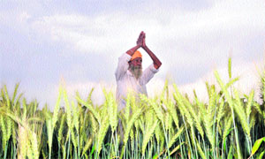 A farmer looks towards the sky, praying for the dark clouds to go away to save his wheat crop, near Amritsar on Monday.