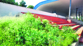 weeds abound the hockey stadium