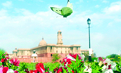 A butterfly flies over the flowers at Raisina Hill in New Delhi on Wednesday