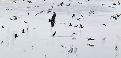 A flock of birds above the Tawi River in Jammu on Wednesday.