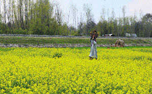 A woman walks through a mustard field in full bloom near Kakpora, Pulwama, on Wednesday.
