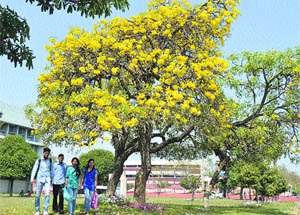A tree in full bloom on the PAU campus in Ludhiana.