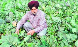 Rajbir Singh, member, All-India Pingalwara Charitable Society, at the societys farm at Dhirakot village near Amritsar. Photo: Vishal Kumar