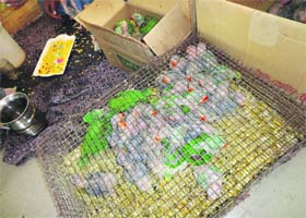 The birds that were recovered from the illegal possession of three persons at Maur Mandi