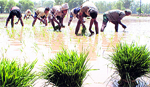 Paddy is water guzzler only if it is transplanted before the onset of monsoon