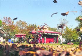 Soothing nature: Crumbled dried leaves fly around as the city witnessed a windy day on Thursday