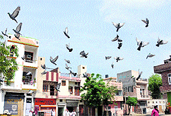 A flock of pigeons take flight in Bathinda