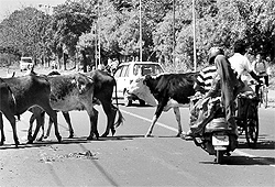 Stray cattle roam in the middle of a road at Phase XI in Mohali on Friday, obstructing commuters