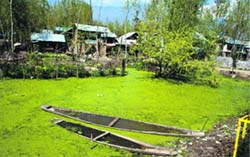 Boats lie abandoned in the interior areas of the Dal Lake in Srinagar on Friday. Tribune Photo: Yawar Kabli