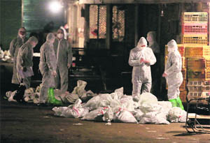 Technicians wearing protection suits begin to cull poultry at a wholesale market where H7N9 bird flu virus was detected in pigeon samples in Shanghai, China, on Friday. 