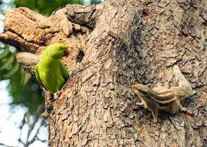 A parrot and a squirrel speak to each other.