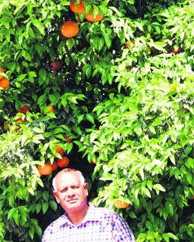 Sushil Periwal at his kinnow farm spread over 128 acres at Khippanwali village near Fazilka