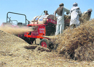 Farmers harvest their wheat crop at a village near Rajpura on Sunday. The harvest season began on April 1. 
