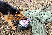 A North Korean military dog bites a dummy of South Korean Defence Minister Kim Kwan-jin during a military drill at an unknown location on Saturday