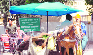 A vegetable vendor installs an umbrella on his horse cart in Amritsar on Monday.