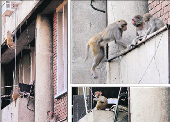 While monkeys make themselves feel at home, residents live in constant fear. Here monkeys have a field day at the UT Secretariat, as one of them (left) chews an electricity cable, posing danger to his own and others’ lives in Chandigarh on Monday.