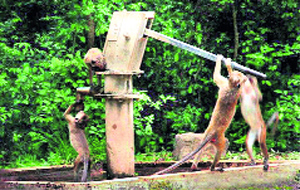 With a rise in the temperature, monkeys drink water from a handpump to quench their thirst in Kunjagrant village in Dehradun.
