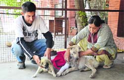 Pet lover Poonam Kalra (right) tends to dogs at a kennel made by the Sarabha Nagar Market Association in Ludhiana on Monday. Photo: Inderjeet Verma