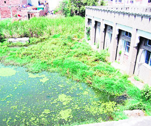 A wild growth and stagnant dirty water