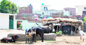 Cattle at the Mall Mandi area near a government school in Amritsar. 