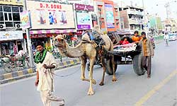 a family from Rajasthan uses a camel cart to travel in the city on Wednesday