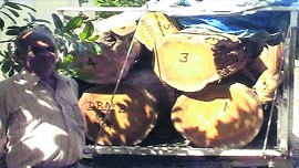 A vehicle loaded with illegally axed trees in Yamunanagar jungles in custody of Forest Department officials