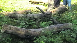 illegally axed trees in the jungle.
