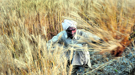 A farmer harvests his wheat crop at Phoosegarh village near Karnal on Wednesday evening. 