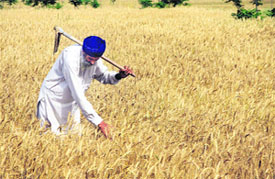 With bright sunlight on Wednesday, a farmer seems happy at his fields in Jalandhar.