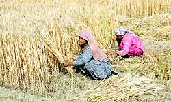 Woman labourers manually harvest wheat ahead of Baisakhi festival at Bhaini Wanga village in Bathinda on Thursday