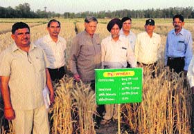 Union Agriculture Commissioner JS Sandhu (centre) with others in a research farm of Chaudhary Charan Singh Haryana Agriculture University in Hisar