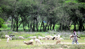 Nomads take their cattle for grazing on the outskirts of Jammu.