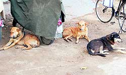 The Municipal Corporation has failed to check the stray dog menace in the city