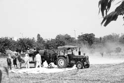 Thrashing of wheat at MDU Vice-Chancellor RP Hoodas official residence on the university campus in Rohtak on Friday. Photo: Manoj Dhaka